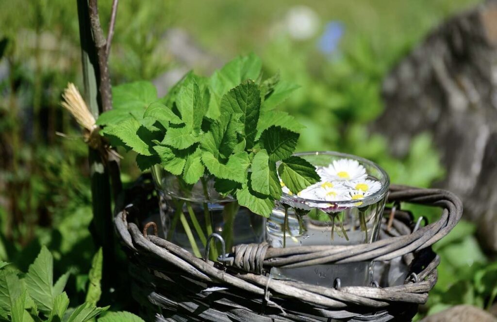 pruning and harvesting your herbs