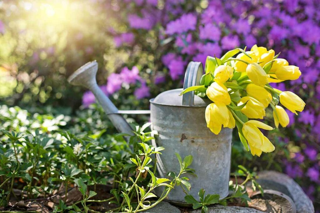 beautiful and lush garden