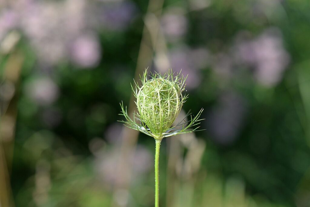 Caraway Seeds Plant