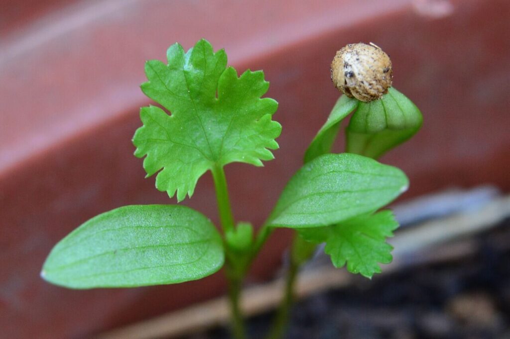 Coriander