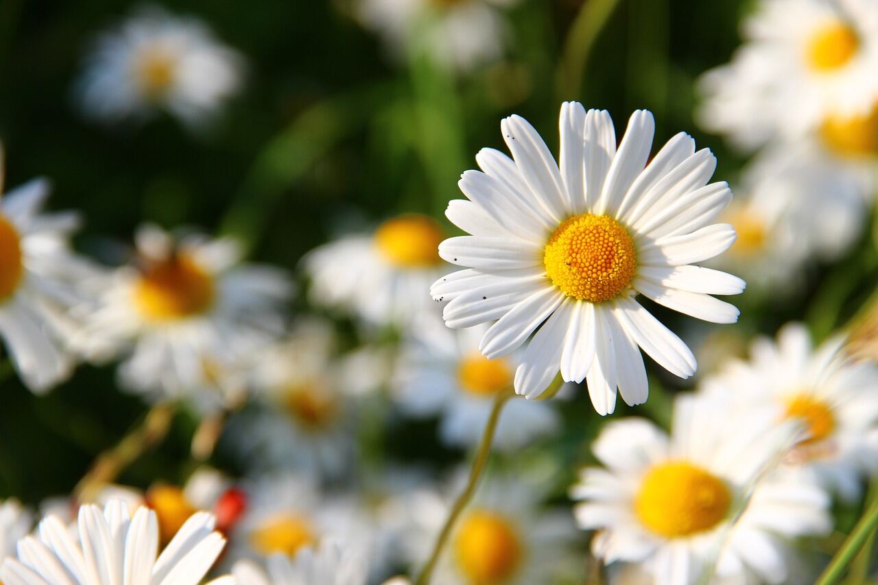 Flowers, Fruits or Vegetables