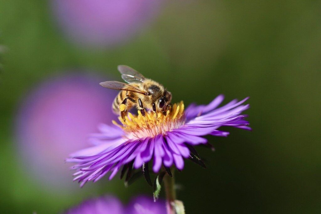 Natural Garden Pest Control