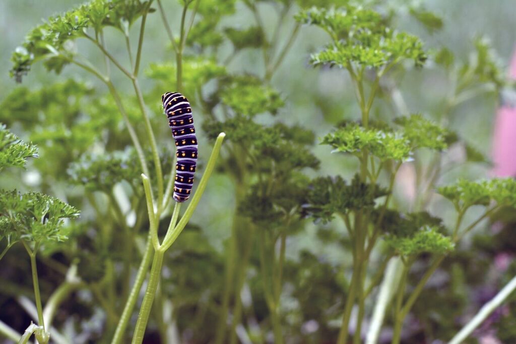 Natural Garden Pest Control