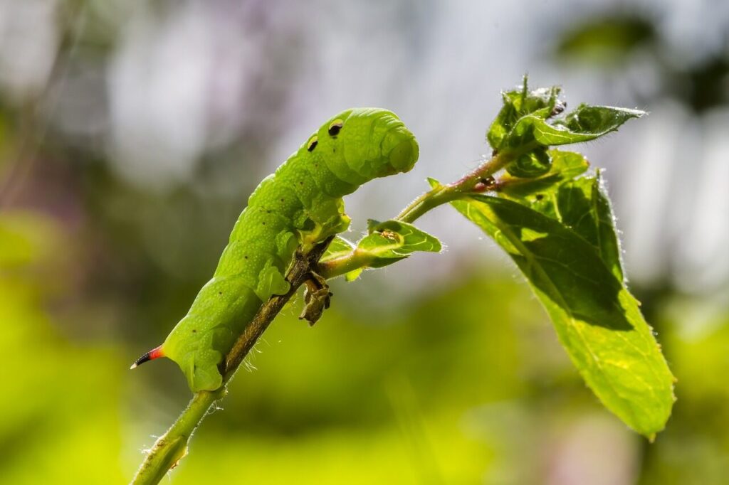 Natural Garden Pest Control_Caterpillar