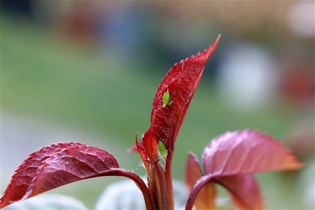 Natural Garden Pest Control_Flowers