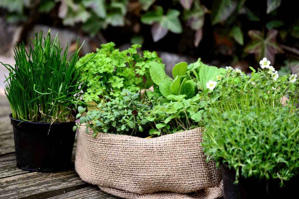 Pruning and Harvesting Your Herbs