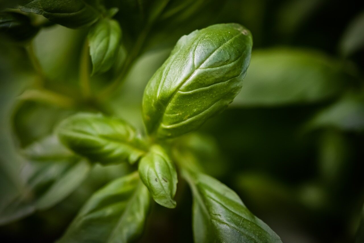 Growing Basil from Seeds