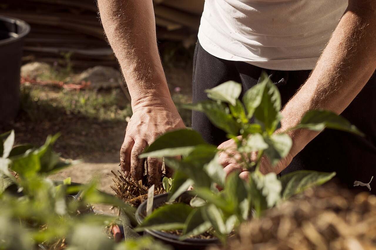 Seeds in Permaculture