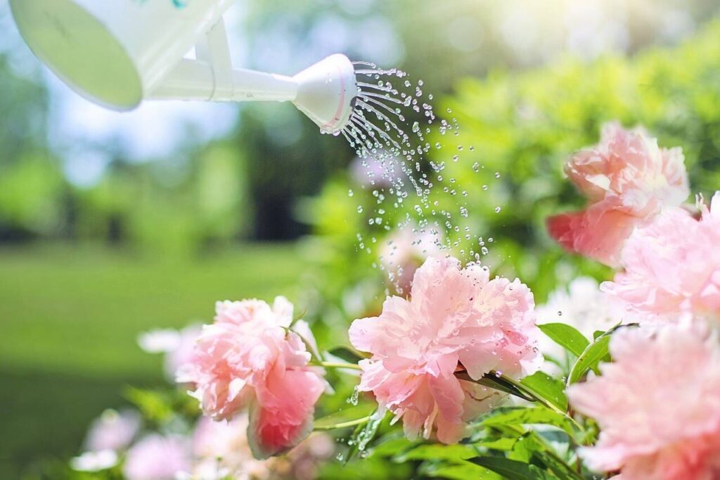 Watering Plants