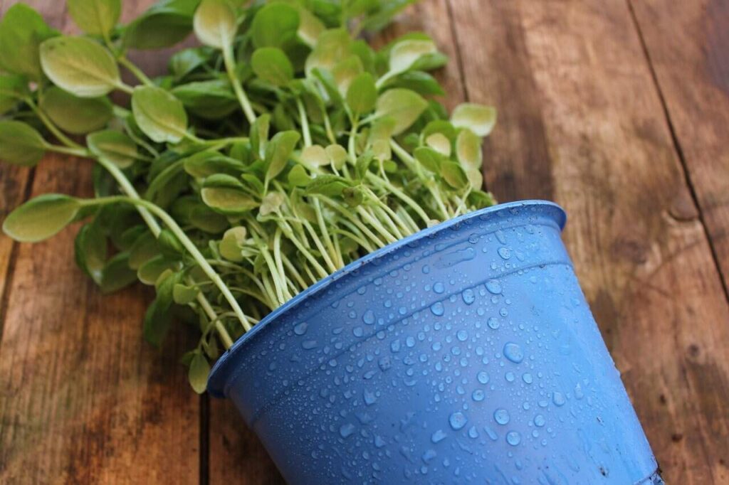 Watering Plants_Herbs