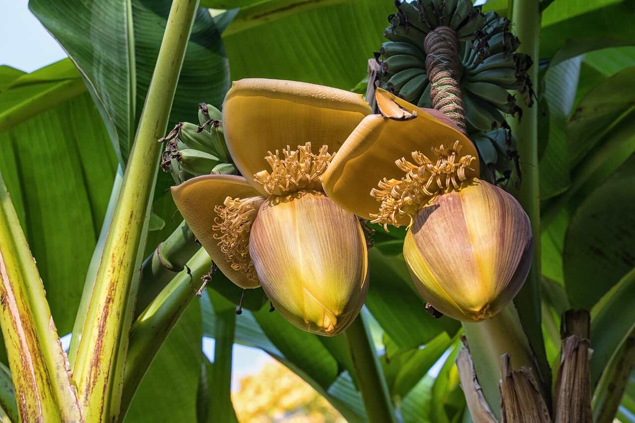 banana-seeds-flower