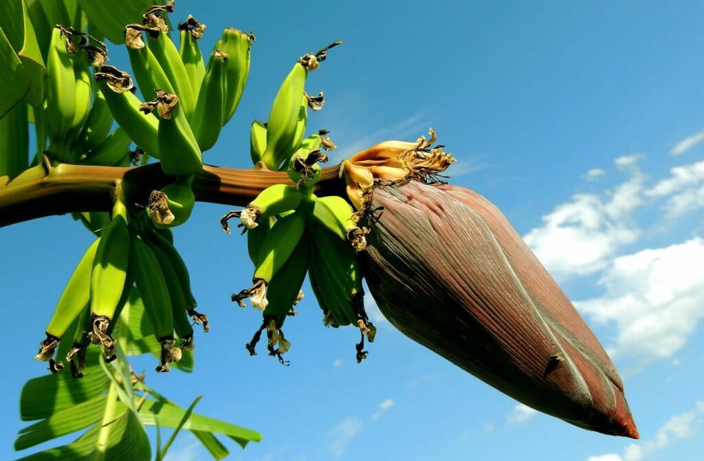 banana seeds_all garden tips