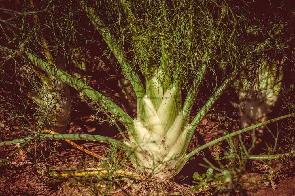 Growing fennel from seed_All Garden Tips