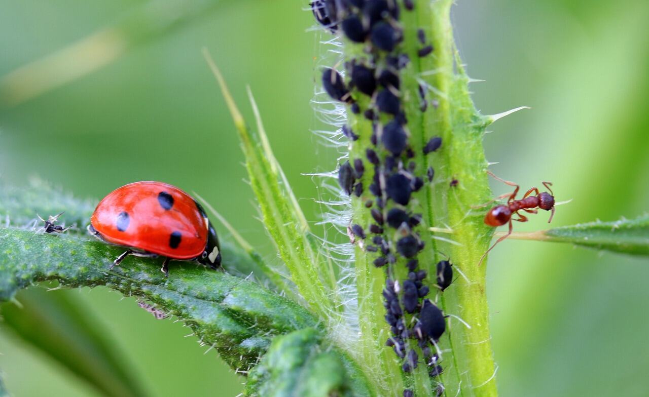 Pest Control DIY_Ladybug