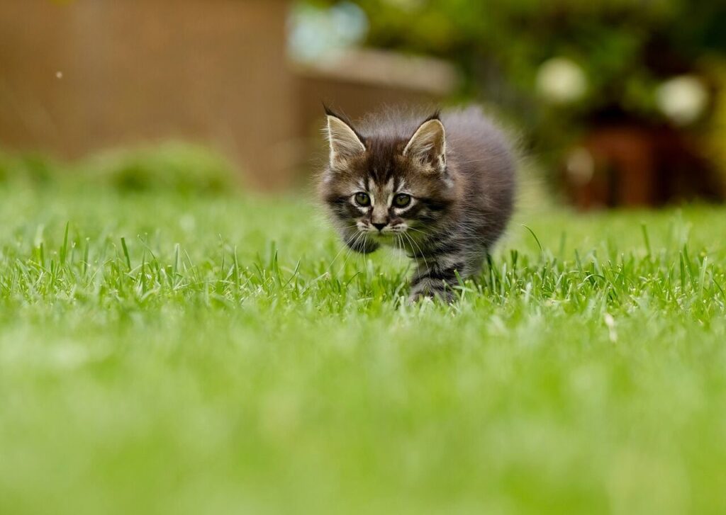 Fall Lawn Seeding_pets