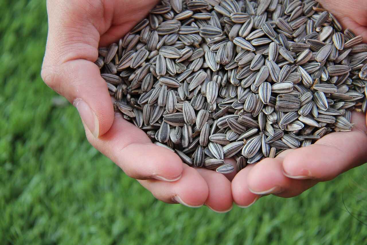 Sunflower Seeds_All Garden Tips